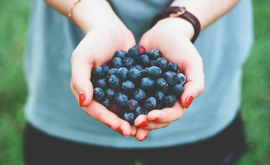 Friske økologiske blåbær holdt i hendene